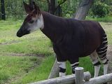 Okapis.jpg image by TheThorManNEXT